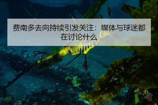 费南多去向持续引发关注：媒体与球迷都在讨论什么